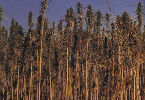 cannabis crop