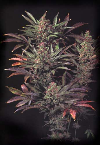 marijuana hybrid 'Kush'