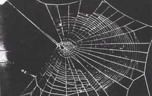 mescaline spider's web